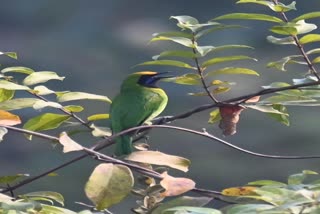 Golden fronted leafbird in Keoladeo National Park