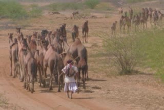 Saurashtra Sale of camels in Kutch :  સૌરાષ્ટ્રના પશુપાલકો ખારાઇ ઊંટ કચ્છમાં કેમ વેચી રહ્યાં છે