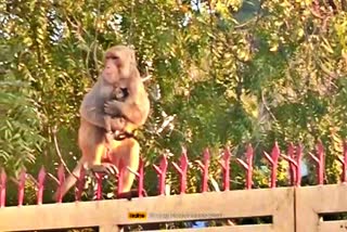 Monkey roaming around with a small dog in Alwar