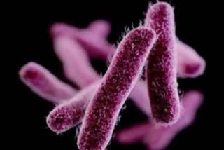 shigella suspected in malapapuram  മലപ്പുറത്തെ ഏഴ് വയസുകാരന്‍റെ മരണ കാരണം ഷിഗല്ലയെന്ന് സംശയം  ഷിഗല്ല ബാക്‌ടീരിയ  shigella