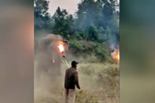 odisha-forest-guard-drives-away-raging-tusker-elephant-armed-with-mashal