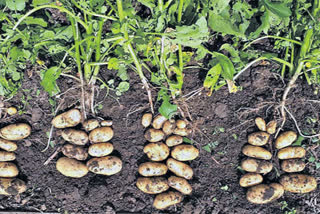 Potato Cultivation