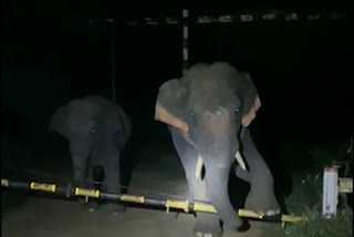 Elephants attack in komarada