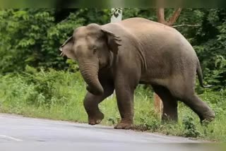 elephants in residential area