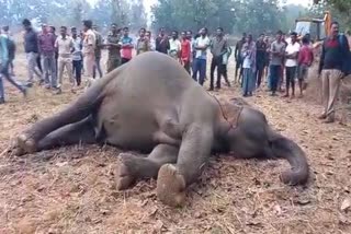 elephant died in electric shocked in bargarh