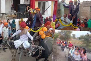 groom rides bullock cart