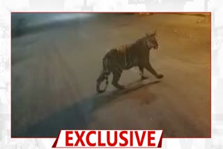 tiger spotted Haveli Garden area chandrapur