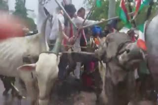 Procession Riding On Bullock Cart In Rajsamand  Groom In Bullock Cart  Rajasthan groom rides bullock cart to bride's house to revive age-old tradition  Rajasthan groom rides bullock cart  groom rides bullock cart in Rajasthan  കാളവണ്ടിയിൽ വധുവിന്‍റെ വീട്ടിലെത്തി വരനും സംഘവും  രാജസ്ഥാനിലെ വൈറല്‍ വിവാഹ യാത്ര  രാജസ്ഥാനിലെ കാളവണ്ടി യാത്ര