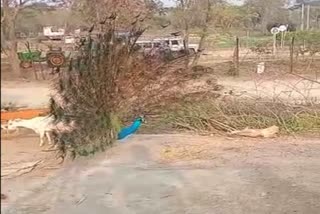 Peacock Dance In Purulia