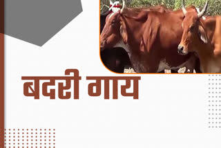 Badri cow has A2 nutrition