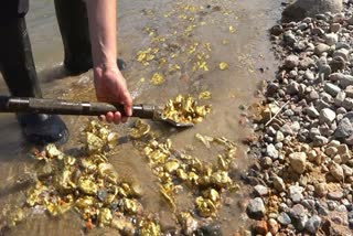 gold flows with water in swarnarekha river