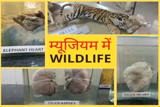 wildlife museum in jabalpur