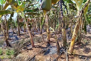 banana-plantation-burned-at-chithradurga