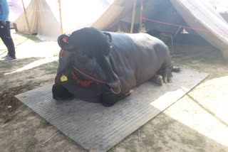 Kurukshetra Cattle fai