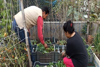 Organic farming on roof in Dumka