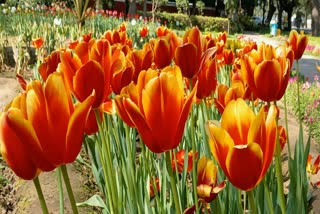 town-planners-of-other-cities-are-surprised-by-blooming-of-tulips-in-delhi