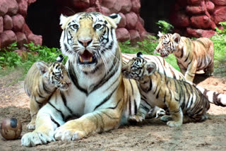 Hyderabad circle SBI adopted 15 Tigers for one year