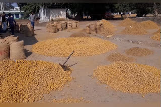 turmeric-crop-loss-in-jagtial-district