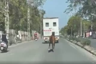 Sibling love of Female Horse In udaipur Streets