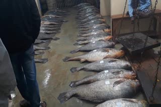 rare telia bhola fish