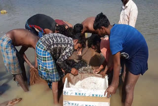 Fishermen forced to sell fish open market in Korba