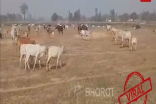 Novel way to protest! Farmers' release stray near CM Adityanath's Rally in UP