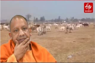 up-farmers-release-stray-cattle-near-yogi-adityanath-rally-venue