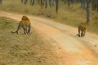 350 leopard in Panna Tiger Reserve