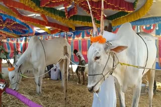 rama lakshmana cattle