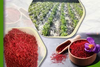 saffron cultivation in himachal