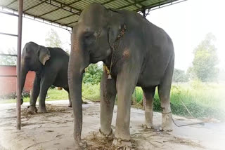 elephants Blood sample