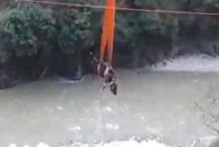 Police rescue cow trapped on banks of Alaknanda River