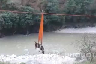 SDRF rescues a cow trapped on the banks of Alaknanda in Chamoli