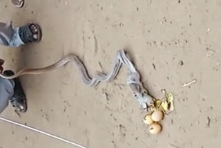 Snake Swallows Eggs: ఆకలేసిందని మింగింది.. జీర్ణించుకోలేక..