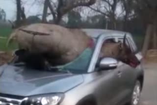 Nilgai entered a moving car