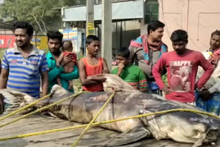 Giant Bagar Fish