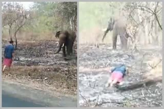 man stands bravely in front of wild elephant at chamarajanagara