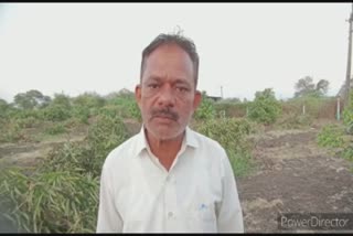 Mango trees destroy in olpad : ખેડૂતે જતન કરી ઉછેરલા આંબાવાડિયાના 75 ઝાડ રાતોરાત કોઇએ વાઢી નાંખ્યા