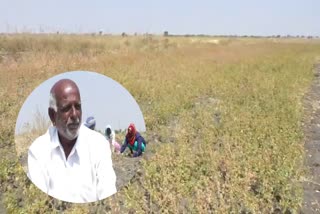 Koppala farmer looking for a profit by Ashwagandha