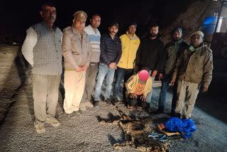 Leopard skin recovered in Sirmaur