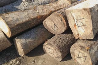 Illegal Timber Seized in Kulgam: غیر قانونی طور پر کاٹی گئی لکڑی ضبط