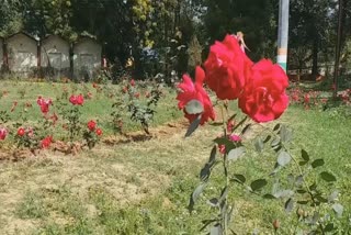 State Largest Rose Garden Built in Gwalior