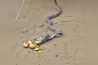 Hungry Snake Swallowed Eggs Later Vomited