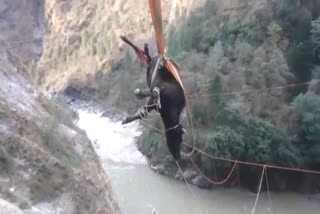 SDRF rescues a cow trapped