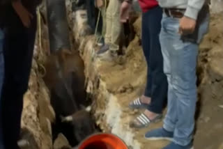 Cow fell in sewer pit in Nangal Raya area in delhi