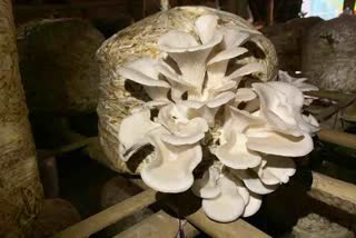 sick-of-eating-poisonous-mushroom-in-sivasagar