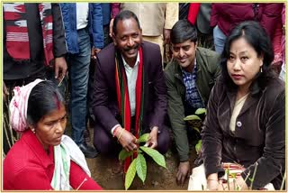 plantation of chocolate tree in langkasi