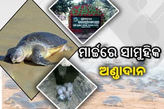 ଗହୀରମଥାରେ ଅତିଥି, ମାର୍ଚ୍ଚରେ ଆରମ୍ଭ ହେବ ସାମୁହିକ ଅଣ୍ଡାଦାନ