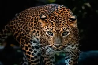 viral video of leopard at kothagiri