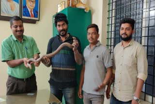 sand-boa-snake-found-at-shivamogga